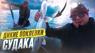 ДИКИЕ ПОКЛЕВКИ СУДАКА. Зимняя Рыбалка 2025. Рыбалка на жерлицы.
