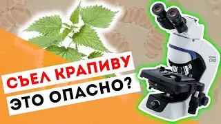 Съел крапиву. Это опасно? Что крапива делает с кровью!