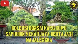 REVIEW BONSAI ISTIMEWA PAK KUWU MEKARJAYA