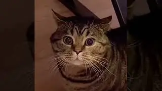 Кот говорит 