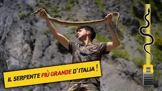 IL SERPENTE PIÙ GRANDE D'ITALIA! (Cervone)