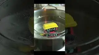 ТазиКот ТазиКот в красном тазике живет 