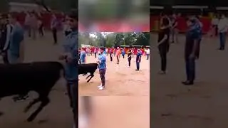 Необычный трюк с быками