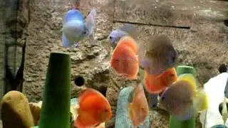 Sunrise Tropicals Discus 2009.08.23