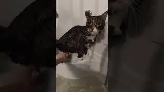 😂💞🐱 