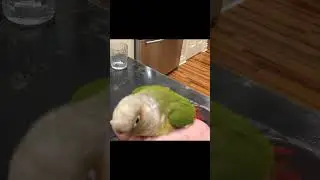 Snuggly Bird - Green-Cheek Conure ホオミドリアカオウロコインコ #shorts