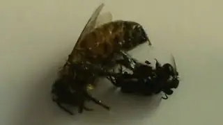 Beekeeping: Honeybee vs Native Stingless Bees.