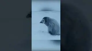 Baby penguin must find its mother before it freezes to death