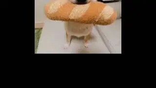 Милые собачки