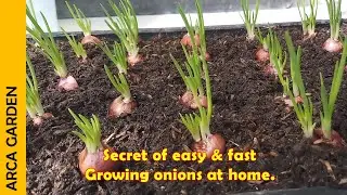 HOW TO GROW ONIONS AT HOME | SO EASY.