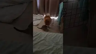 Утренние умывалки