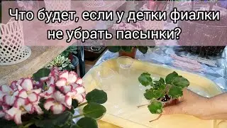 Пасынки на детке фиалки! Убрать или оставить? 