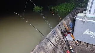 Mancing Udang Galah Umpan udang rebon dan Cacing Nipah Terbukti Ampuh