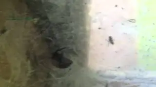 Nothing to do but catch flies and feed it to the big homie