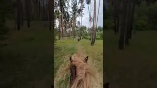 Август, 7, 2024 #лошади #кони