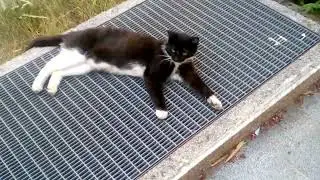 22.06.2024. / 19:25 ☀️🌞 Black-White cat lounge ( Crno - Bijela mačka leži )