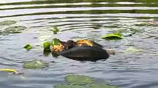 Turtle Sex