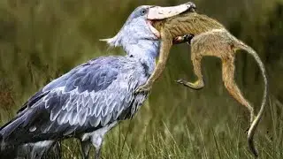 20 Most Unique Birds in the World