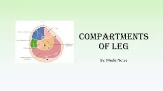Compartments of the leg and their content - anterior, lateral, superficial posterior, deep posterior