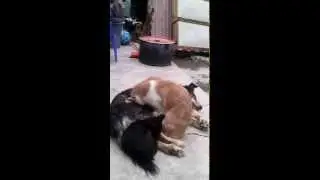Gato con sueño