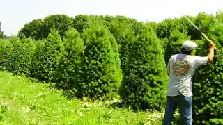 Korson's Tree Farms - Scotch Pine Pruning
