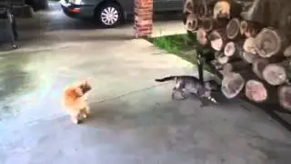 Cat Fight!