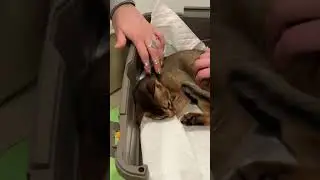 Котик прийшов на вакцинацію. Зі звуком ! Так розніжився| Зоолюкс ветеринарна клініка #cat