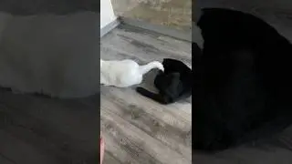 Хвост ням ням 😋Снежок в шоке 😨
