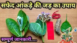 safed aankade ki jad kaisi hoti hai संतान प्राप्ति का उपाय प्रदीप मिश्रा जी @shivmahapuran2M