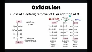 Reactions of Monosaccharides | Disaccharides, Oligosaccharides, Polysaccharides