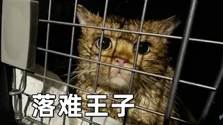 下雨天撿了一隻流浪金漸層貓，渾身爬滿吸血蜱蟲，摘都摘不完｜李喜猫