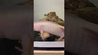 Аксолотли+истории 