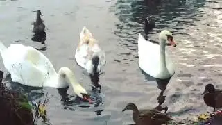 duck fight #duck #fight #kaliningrad #königsberg