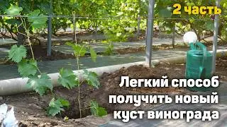 Самый лёгкий способ укоренения! Сможет каждый! Часть2