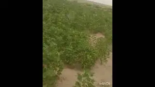 sangat aaj asan kapas ko chakar lae say Masha Allah kapas bao achy a