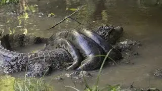 ANACONDA IN ACTION! Anaconda vs. Crocodile, Tiger, and Panther
