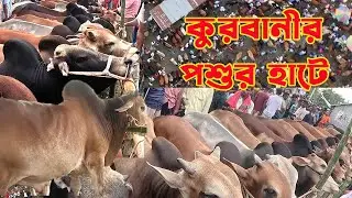 কুরবানীর হাট || Village Biggest Cow Market In Bangladesh || Vlog Video