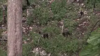 Sweet Monkeys 😋😊 | Pure Nature