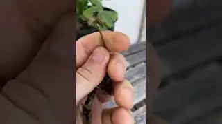 Cuidados FÁCILES para #GERBERA