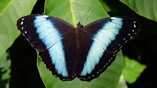 Morpho helenor in slo mo from Ecuador