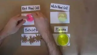 The 4 Components of Blood