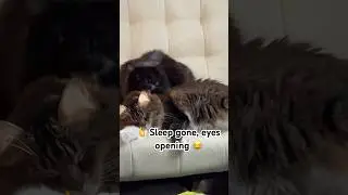 How Long Will Mom Let It Go: Sammy Bites Back 🥹❤️😂😻 (See Da End 😂)