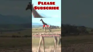#Giraffe