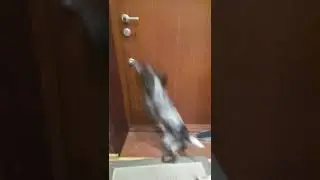 русский спаниель Лакки прыгает !😂