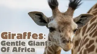 Giraffes: Gentle Giants of Africa! Animal Science for Kids