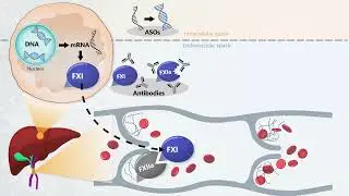 Methods of Factor XI Inhibition and Therapies in Development