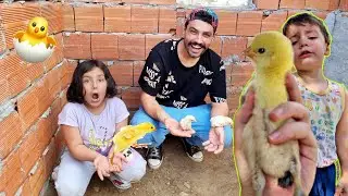 7 CİVCİVE BİR GÜN BOYUNCA BAKTIK VLOG🐥