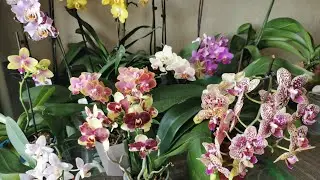 Орхидеи цветущие на кухне в начале лета. 🌸