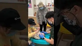 Baby starts crying but Mom and Dentist know what to do 😂 [Pediatric Dentist]