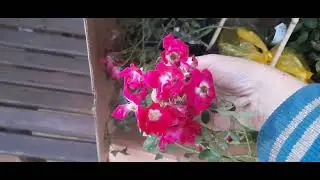 Обзор посылки с саженцами роз "Джон Дэвис" и "Либертас" из КФХ "Грандифлора".